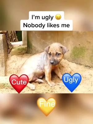 A post by @cili_pets on TikTok caption: I’m ugly 😖Nobody likes me#doggy #dog #puppy #petslover #fyp #foryoupage #foryou #puppylove