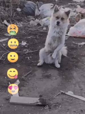 A post by @petstory on TikTok caption: #petlover #petoftiktok #pet #fyp #duet