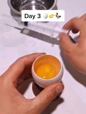 A post by @crystalloveyou0 on TikTok caption: #duck #foryou #egg #animals