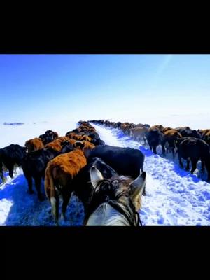 A post by @halnixdorff on TikTok caption: Every day moving that hot wire. #Graze365 #regenerativeagriculture #cows #beef #ranch #AB #ag