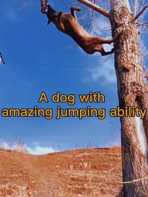 A post by @alang1228 on TikTok caption: Have you ever seen a dog with amazing jumping power?#dog #pet #petlover #fyp #fouyou