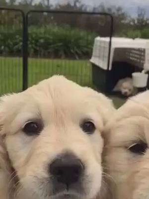 A post by @bhill6611 on TikTok caption: Puppy#puppy #pet #foryou