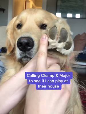 A post by @landothebrave on TikTok caption: Please 🥺 #biden #champ #major #dogsinthewhitehouse #whitehouse #politics #bidenharris #playdate