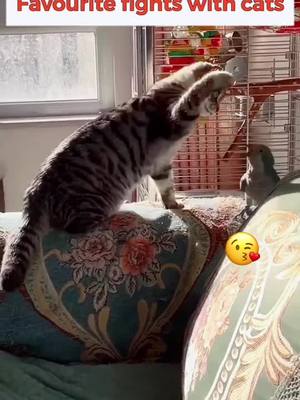 A post by @parrotdolly on TikTok caption: 🦜🦜🦜🐈🐈🐈#parrot #cute #fry #foryou #animals