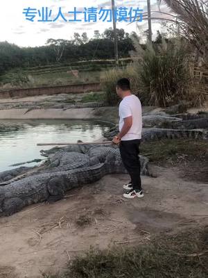 A post by @balloon_god on TikTok caption: #crocodile #fierce #feeding