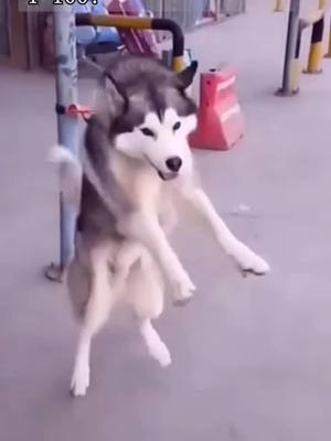 A post by @huskylolb on TikTok caption: #BoseAllOut #pets #dog #lol #fotyou #fyp #husky