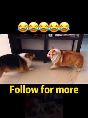 A post by @petstory on TikTok caption: 😂😂😂😂#petlover #petoftiktok #pet #fyp