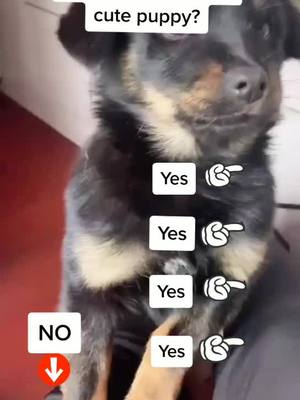 A post by @adogday25 on TikTok caption: how do u think?#dogtiktok #foryoupage #dog#timtok#puppy