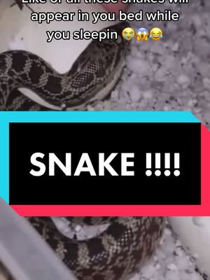 A post by @j2safi on TikTok caption: Follow for more 😱😂🥺 #snakes #fypanimals #animals #scary #scarysnake #scaryanimals #poisonous #j2safi