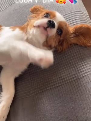 A post by @cavalierkingcookie on TikTok caption: Quer ser meu aumigo? 🥰 #foryou #fyp #foryoupage #cachorro #caes #animais #fofo #cavalier #portugal #brasil