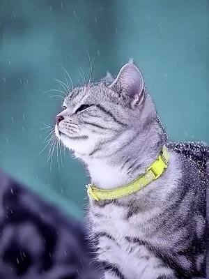 A post by @wangxiaoxue450 on TikTok caption: Kitty also has its dreams #cutepet #cat #fyp #lovely #foryou