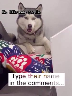 A post by @huskylolb on TikTok caption: #BoseAllOut #pets #dog #lol #fotyou #fyp #husky