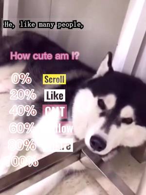 A post by @huskylolb on TikTok