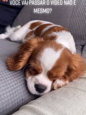 A post by @cavalierkingcookie on TikTok caption: 😔...#fyp #foryou #foryoupage #cachorro #caes #animais #fofo #cute #pet #dogs #cavalier #portugal #brasil