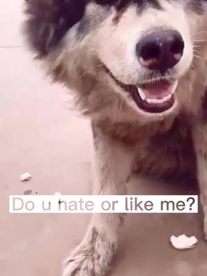 A post by @dogghuskyb on TikTok caption: If you like my videos, you must remember to follow me~~! #foryou #fyp #lol #dog