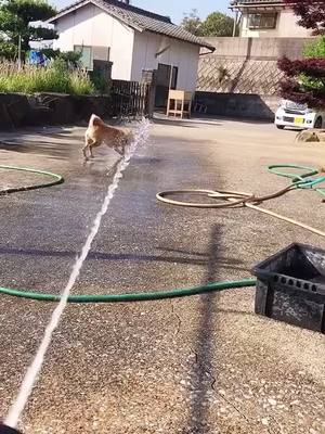 A post by @instantaneou on TikTok caption: Ha ha, I broke the water#dog #pets