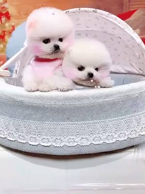 A post by @instantaneou on TikTok caption: #dog #pets #cutepet #baby