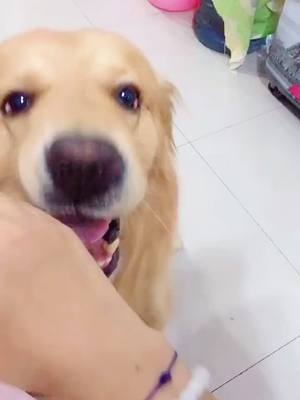 A post by @instantaneou on TikTok caption: Mom took me out to play. She took me out to play#dog #pets #cutepet