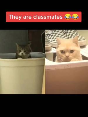 A post by @ihaveninelives on TikTok caption: #cat #kitty #lovecat #kitten #catlovers #foryou #PetsOfTikTok #catsoftiktok