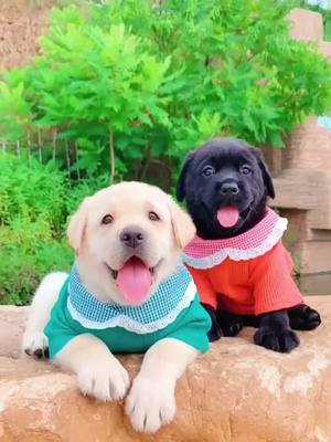 A post by @instantaneou on TikTok caption: What lovely two dogs#dog #pets #baby #cutepet