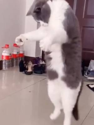 A post by @biggggcat on TikTok caption: Are your cats and dogs the same?🎶🎶😑#cat #dog #cute