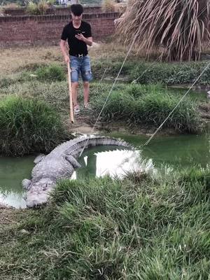 A post by @balloon_god on TikTok caption: #feeding #fierce #crocodile