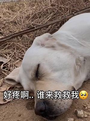 A post by @tk0883 on TikTok caption: 🥺🥺🥺🥺🥺#dog #fyp