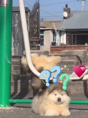 A post by @cili_pets on TikTok caption: Oh no oh no oh no no no no#doggy #dog #puppy #petslover #fyp #foryoupage #foryou #OhNo