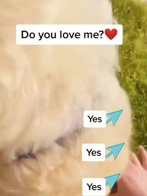 A post by @adogday25 on TikTok caption: Will u play with me?#dogtiktok #foryourpage #dog #dogvideos #funny #puppydog