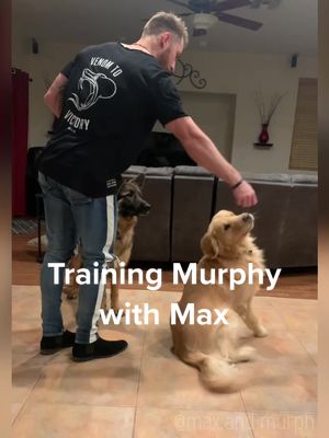 A post by @max.and.murph on TikTok caption: Training Murphy with Max’s help😂 Shirt from @malta.apparel #dogs #fyp #dog #cute #funny #lol #puppy #puppies