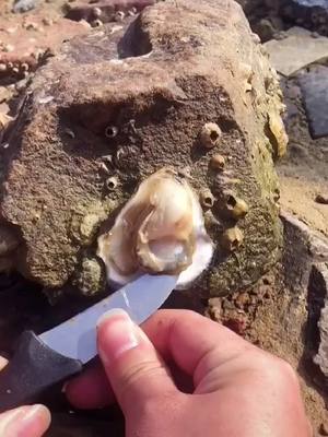 A post by @limi_mart on TikTok caption: Super fresh oyster tasted on the coast ! #seafood #oyster #foodporn #foodies #Foodie #foryoupage #foryoupageofficiall