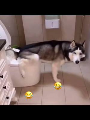 A post by @hz20201001 on TikTok caption: 😂😂😂🥰🥰#doglover #dog #pet #funny #cute #happydog