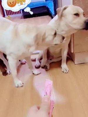 A post by @petsbaby on TikTok caption: 🐶Don’t Bullshit! 😡 #dogs #foru #dogsoftiktok #funnyvideos #funny