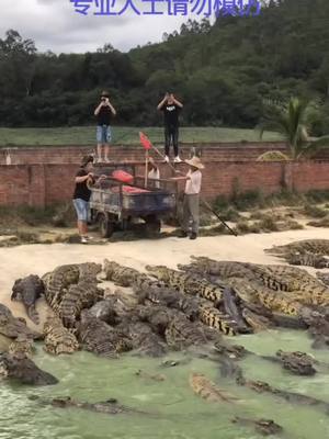 A post by @balloon_god on TikTok caption: #fierce #crocodile #feeding