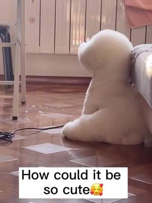 A post by @hz20201001 on TikTok caption: 🥰🥰#doglover #dog #pet #funny #cute #happydog #cutie