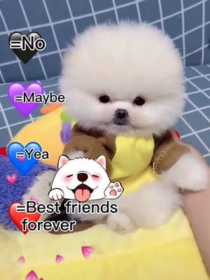 A post by @cili_pets on TikTok caption: Best friends forever ❤️🥰#doggy #dog #puppy #petslover #fyp #foryoupage #foryou #puppylove