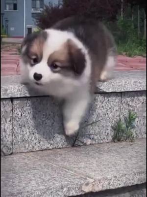 A post by @blazingvideos on TikTok caption: Be careful,baby #dog #corgi #slip #puppy #cute #lovely #pet #petlover #foryou #foryoupage #fyp #dogsoftiktok