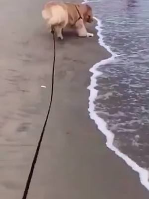 A post by @bhill6611 on TikTok caption: The waves are coming🌊#pet #puppy #foryou #dog