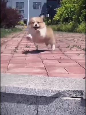 A post by @blazingvideos on TikTok caption: Be careful,Baby #corgi #puppy #cute #pet #petlover #foryoupage #fyp #tiktoker