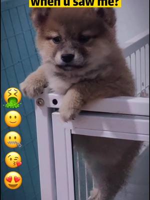 A post by @blazingvideos on TikTok caption: How did u look when u saw me ??#dog #pet #fyp #puppy #dogs #PetsOfTikTok