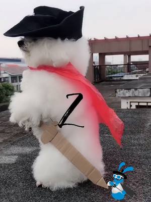 A post by @0109petpark on TikTok caption: Zorro-dog😎#pet #dog #funny