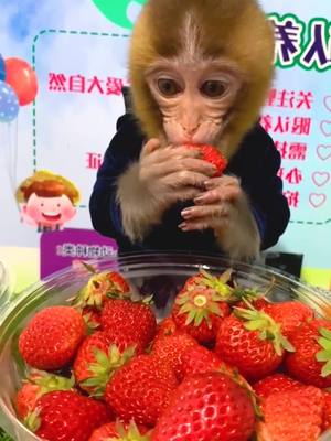 A post by @luckyhome_7 on TikTok caption: So cute!! #monkey #animals #animalsoftiktok #cute #zoo #fyp #foryou #animalsoftiktok #mukbang