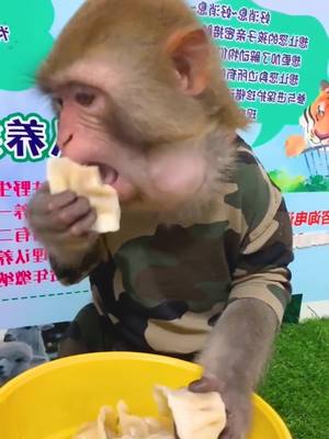 A post by @luckyhome_7 on TikTok caption: So cute!! #monkey #animals #animalsoftiktok #cute #zoo #fyp #foryou #animalsoftiktok #mukbang