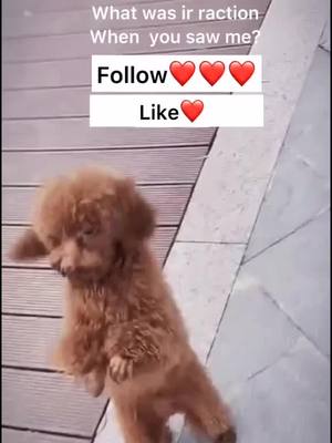 A post by @blazingvideos on TikTok caption: Can u?#dog #cutepuppy #happydog #dogsoftiktok #fyp #foryou