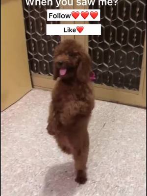 A post by @blazingvideos on TikTok caption: Can u?#happydog #dog #dogsoftiktok #fyp #puppy