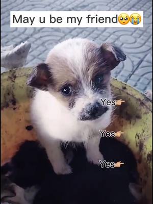 A post by @blazingvideos on TikTok caption: Be my friend please 😭#cutepuppy #lovedogs #lonely #dogylover #bemyfriend #upthebeat #dog