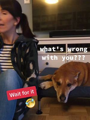 A post by @doglove.what.else on TikTok caption: #dogchallenge #callyourdog #funnydog #else