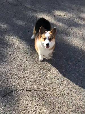 A post by @paulthecorgi on TikTok caption: Paul the corgi is a #happydog #fyp #dancingcorgi #dancingdog