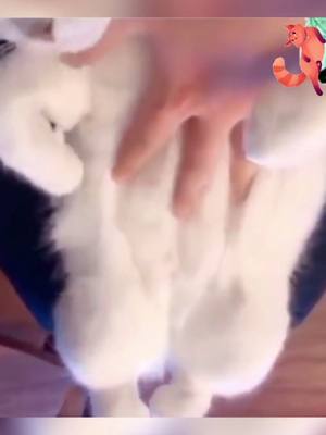 A post by @0109petpark on TikTok caption: Hot cat girl 😍#pet #cat #funny