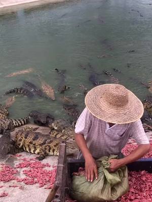 A post by @balloon_god on TikTok caption: #crocodile #Feeding